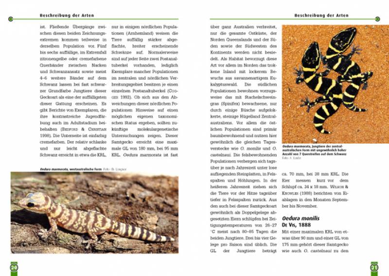 Preview: Australische Samtgeckos